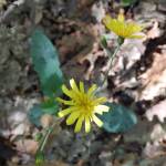 Hieracium sylvaticum